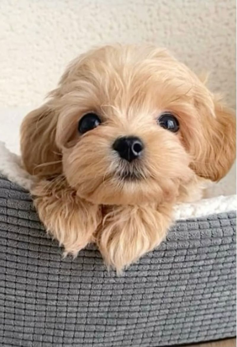 Maltipoo