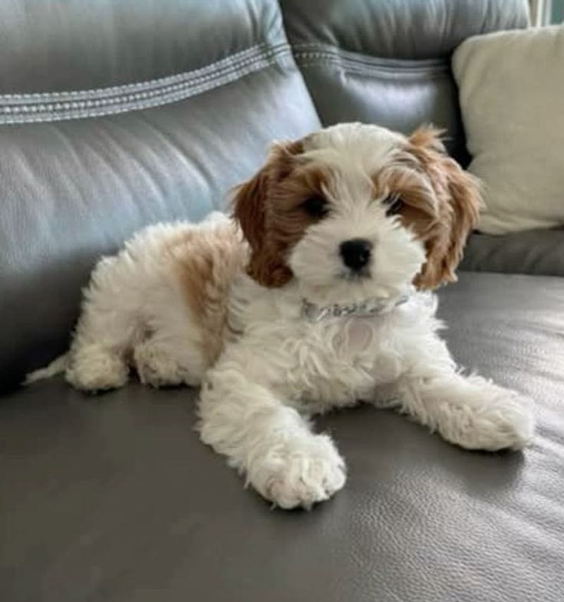Cavapoo