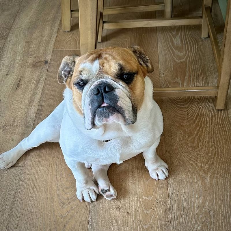 English Bulldog