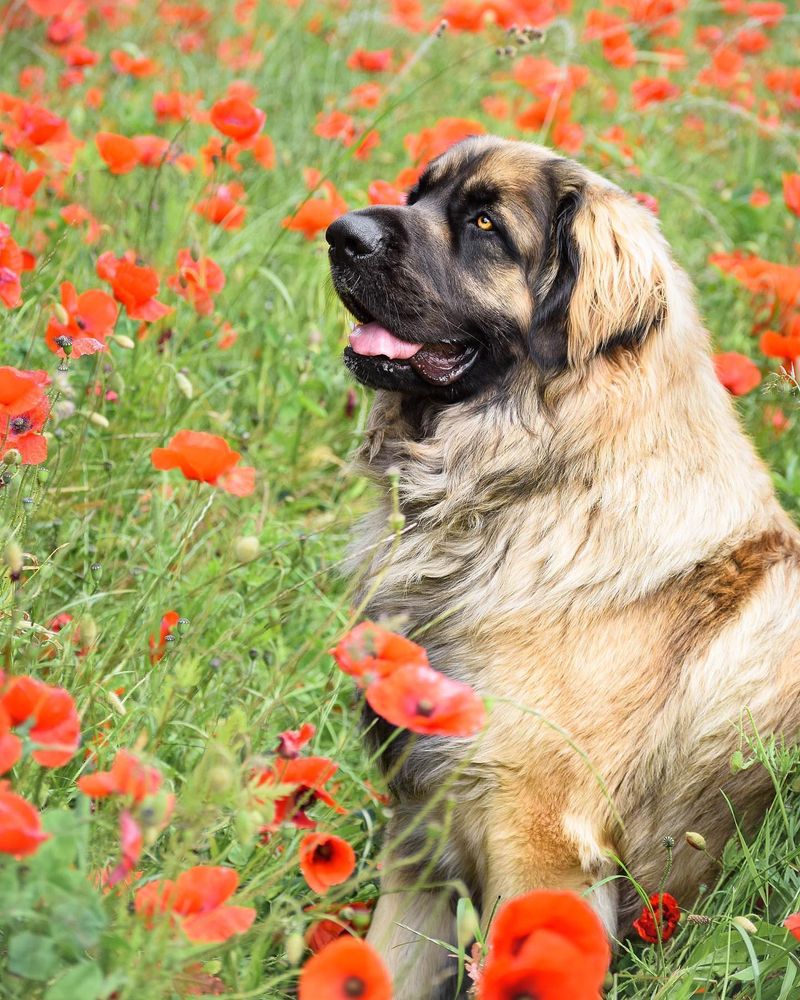 Leonberger