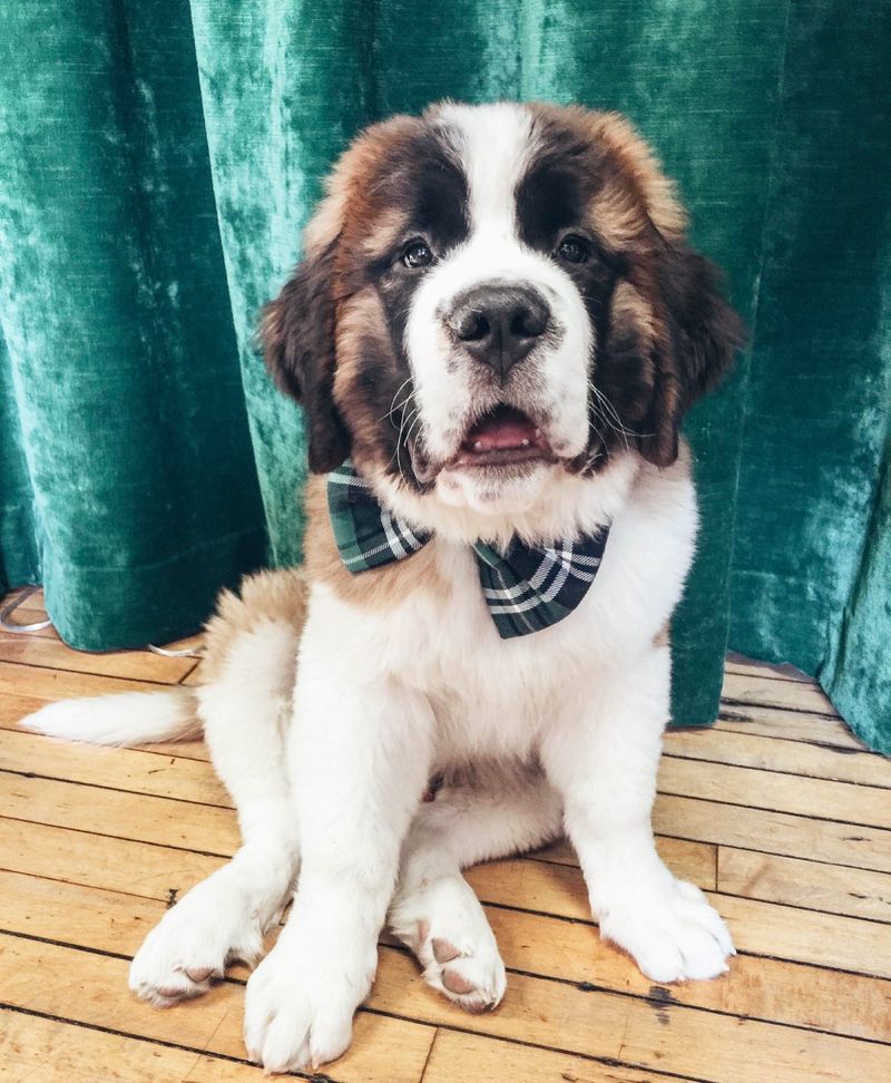 Saint Bernard