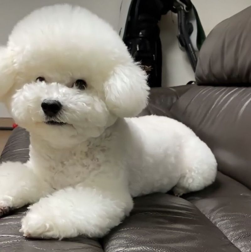 Bichon Frise