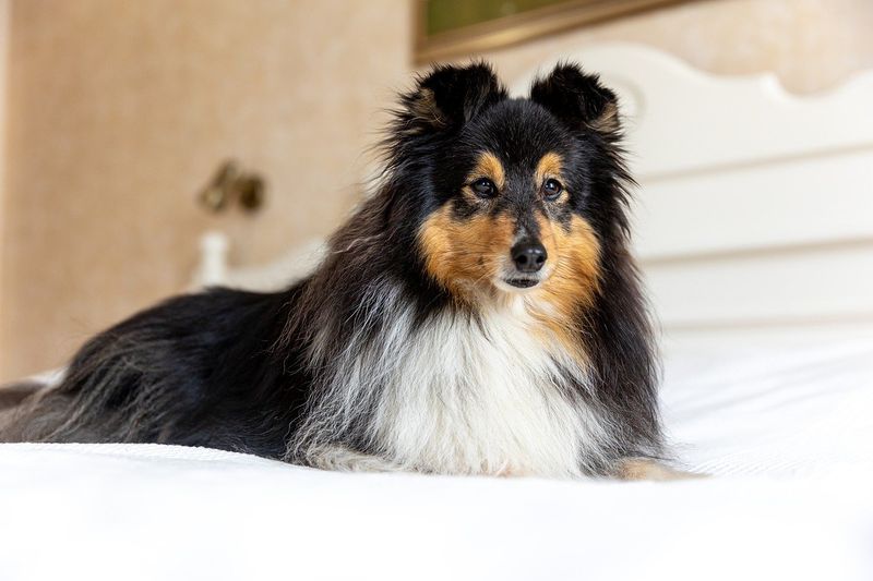 Shetland Sheepdog