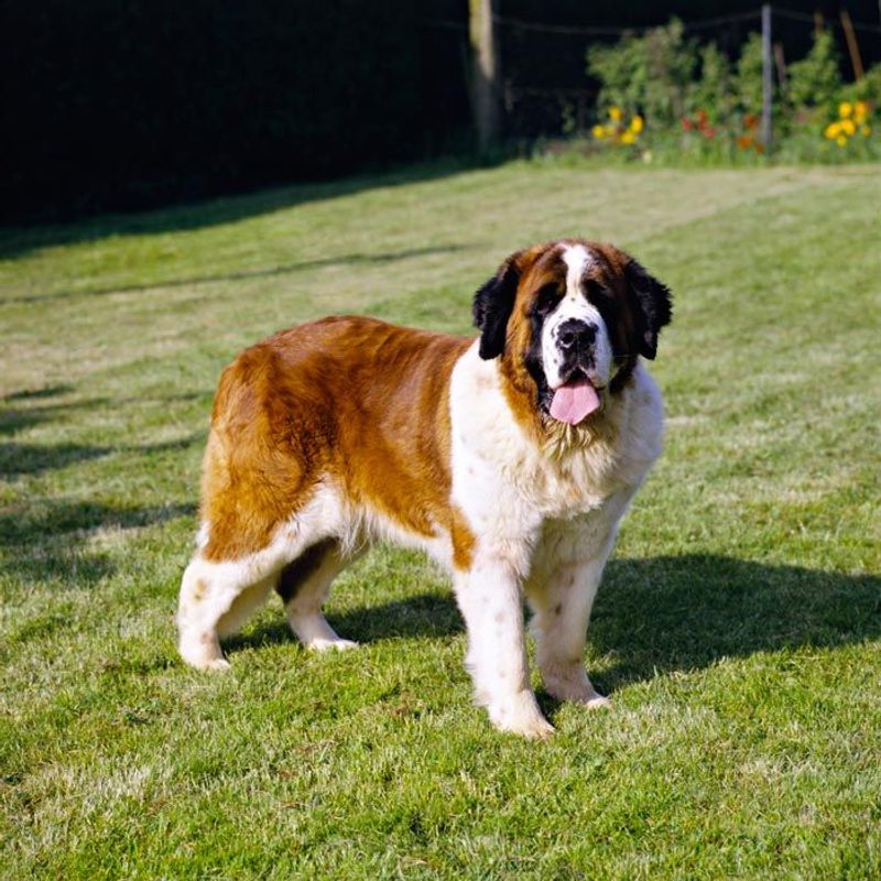 Saint Bernard