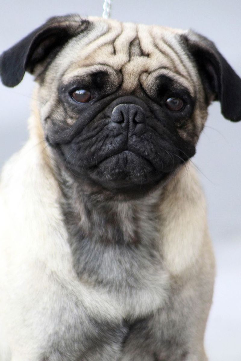 Pug