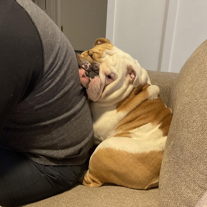 Bulldog