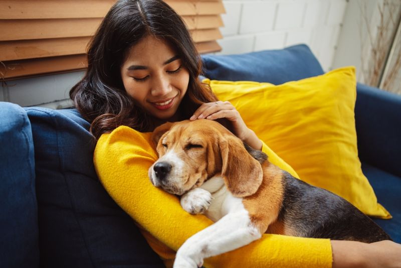Beagle