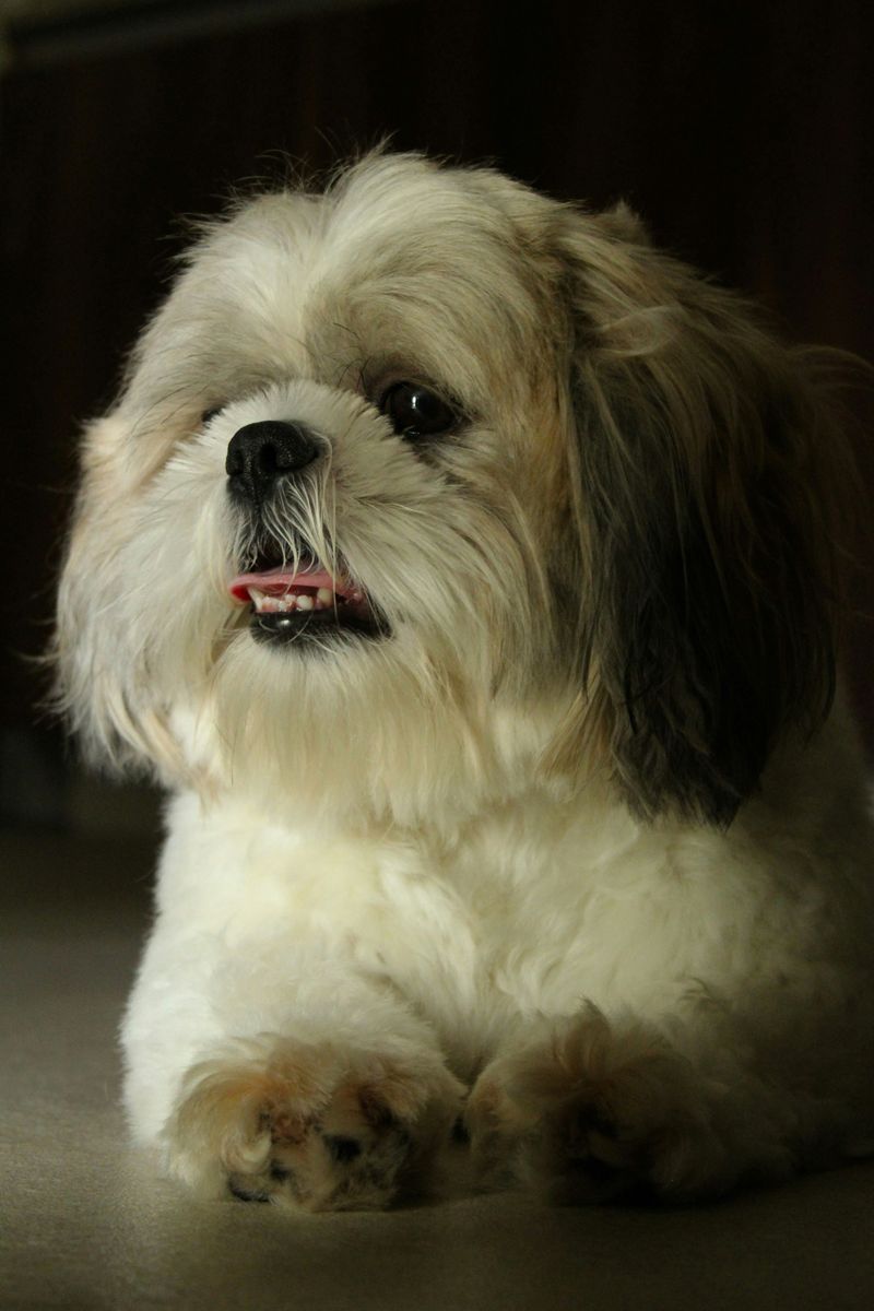 Shih Tzu