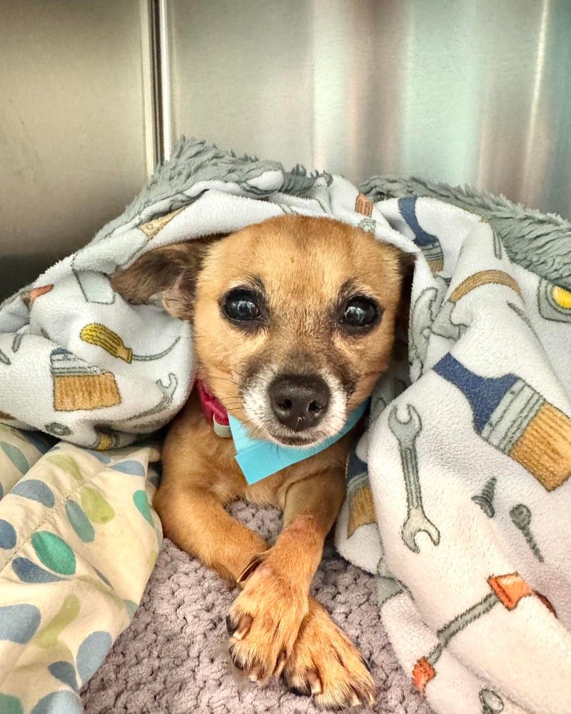 Chihuahua