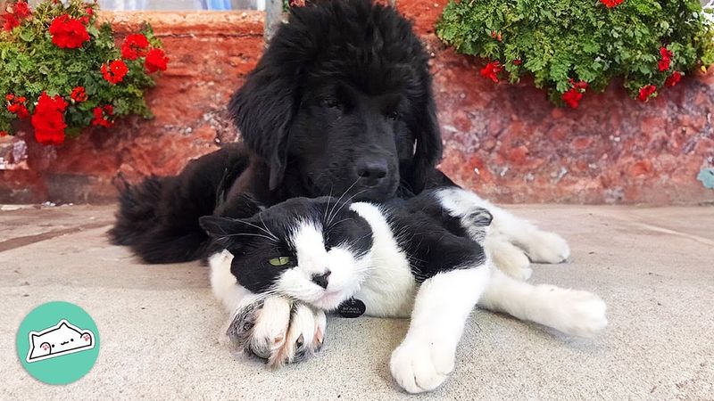 Newfoundland