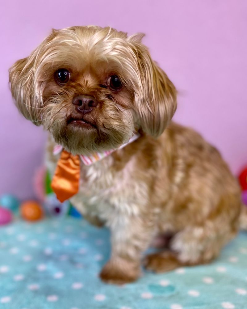 Shih Tzu