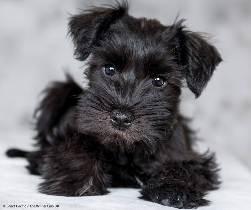Miniature Schnauzer