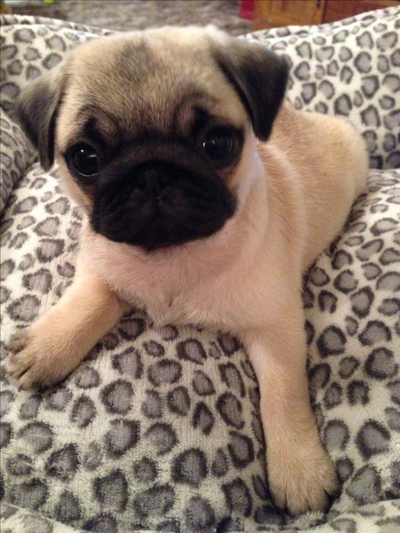 Pug