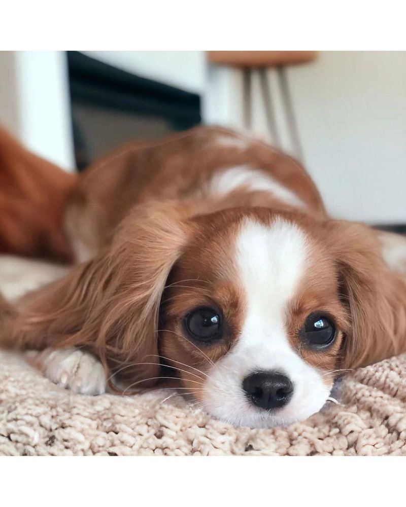 Cavalier King Charles Spaniel