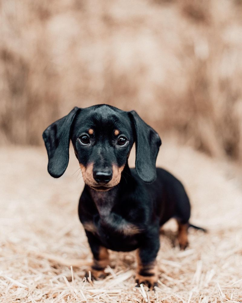 Dachshund