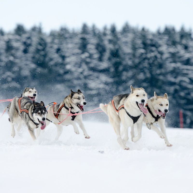 Siberian Husky