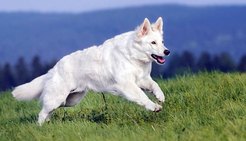 White Swiss Shepherd