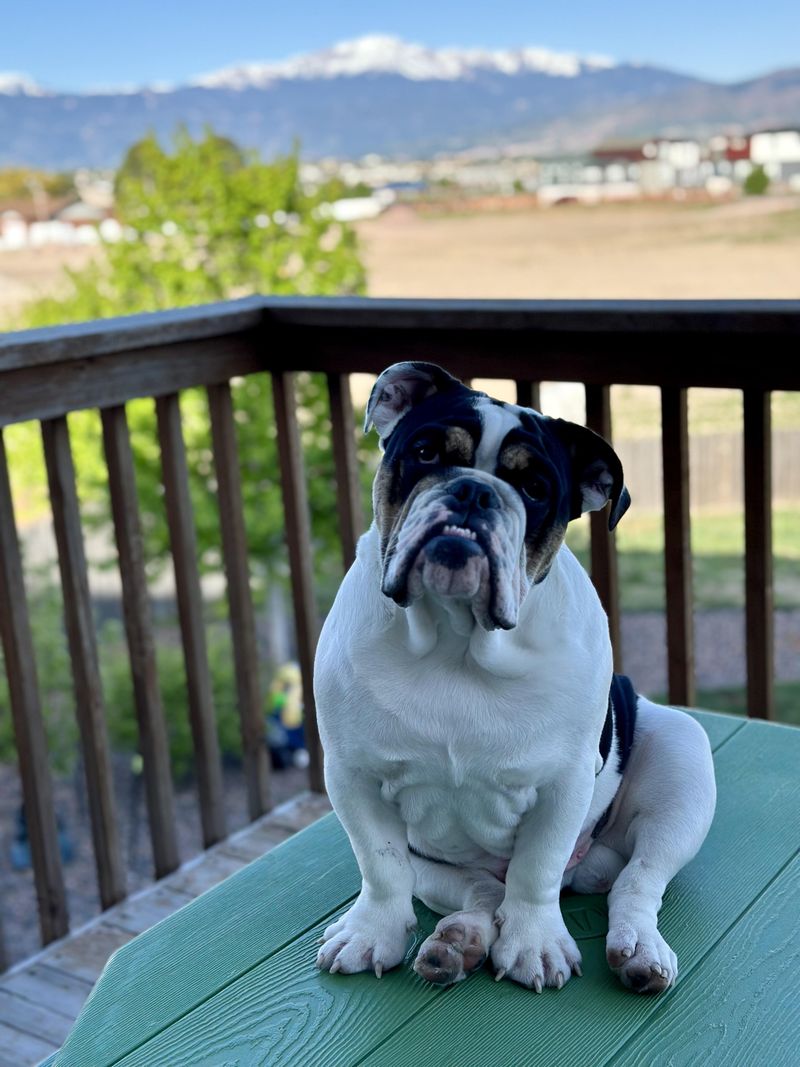 English Bulldog