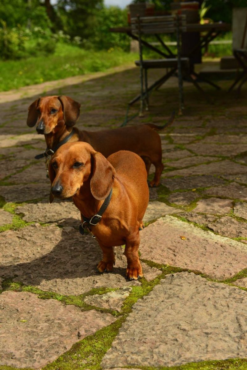 Dachshund