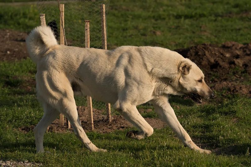 Kangal