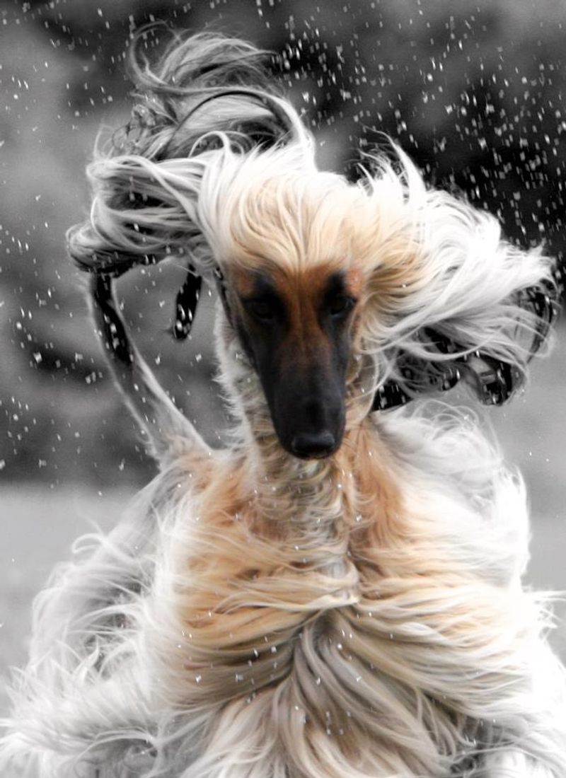 Afghan Hound
