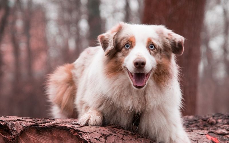 Australian Shepherd