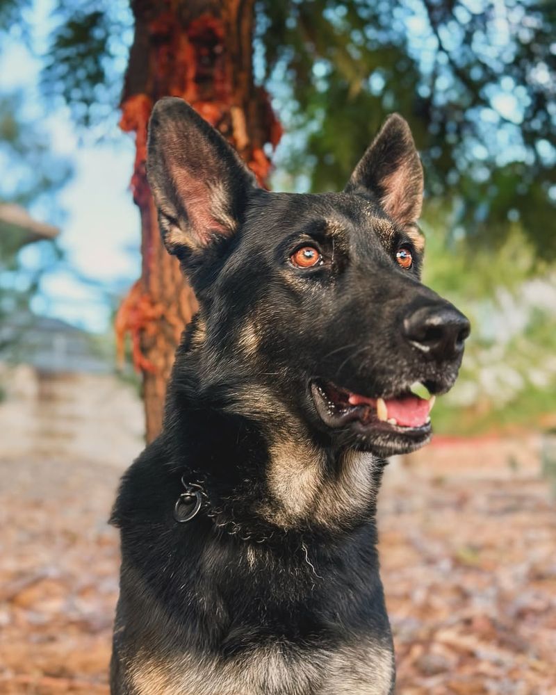 German Shepherd