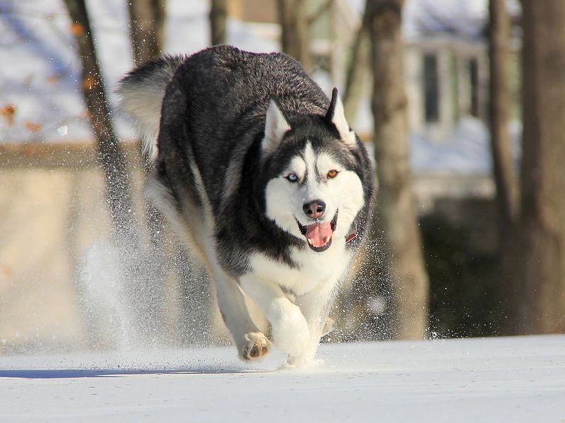 Siberian Husky