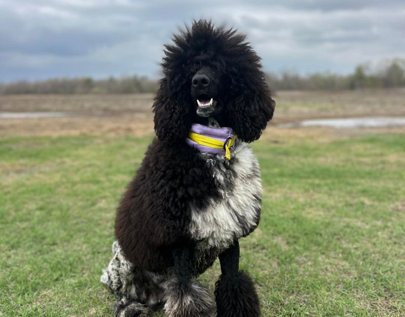 Poodle