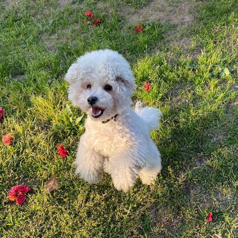 Bichon Frise