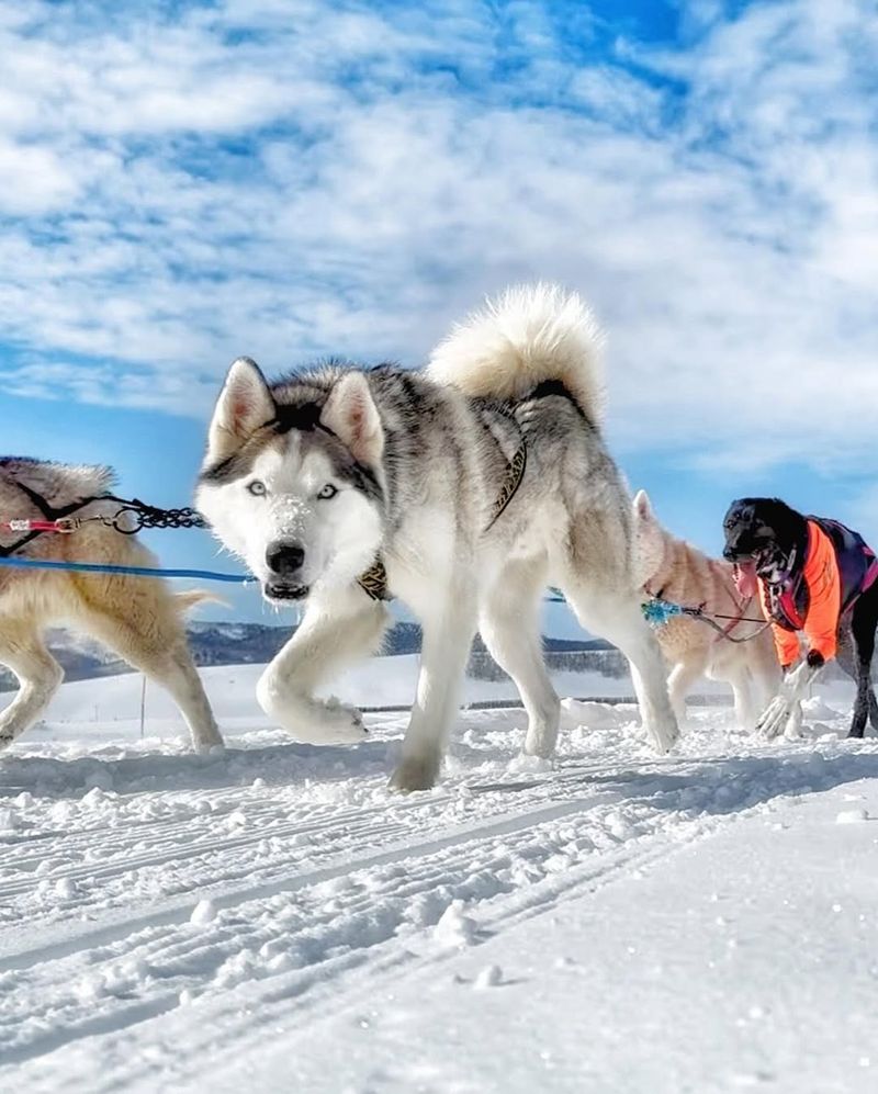 Siberian Husky