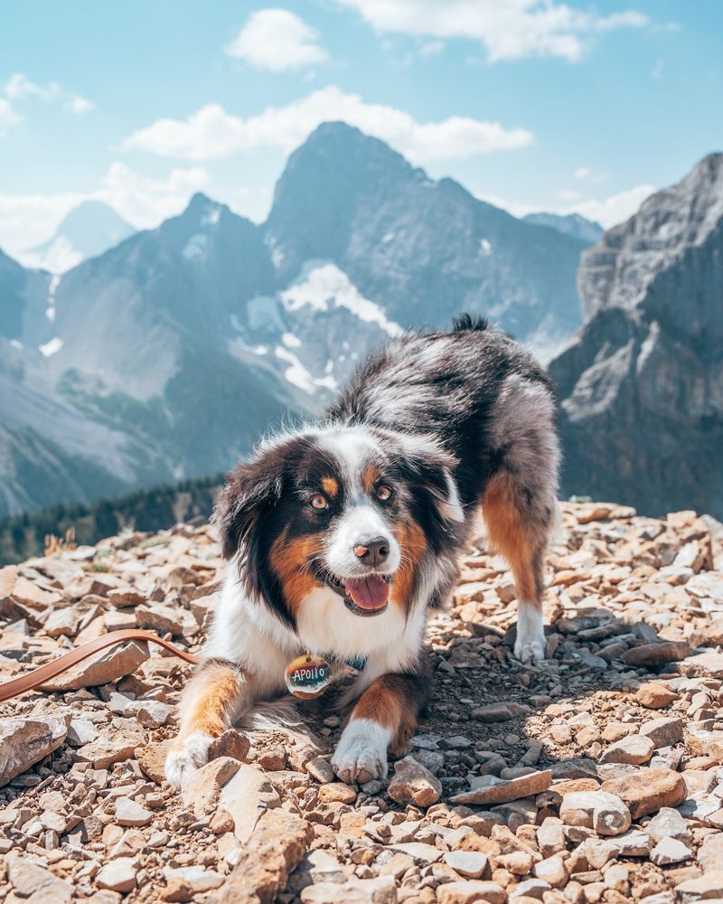 Australian Shepherd