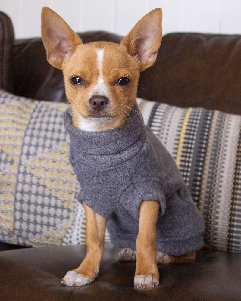 Chihuahua