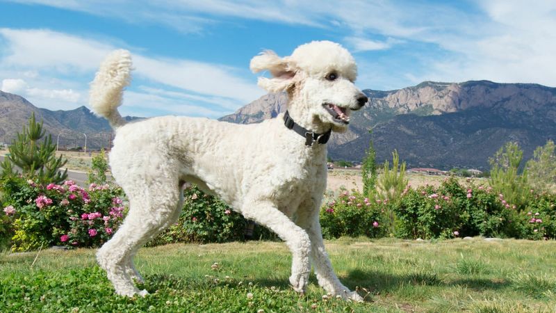 Poodle