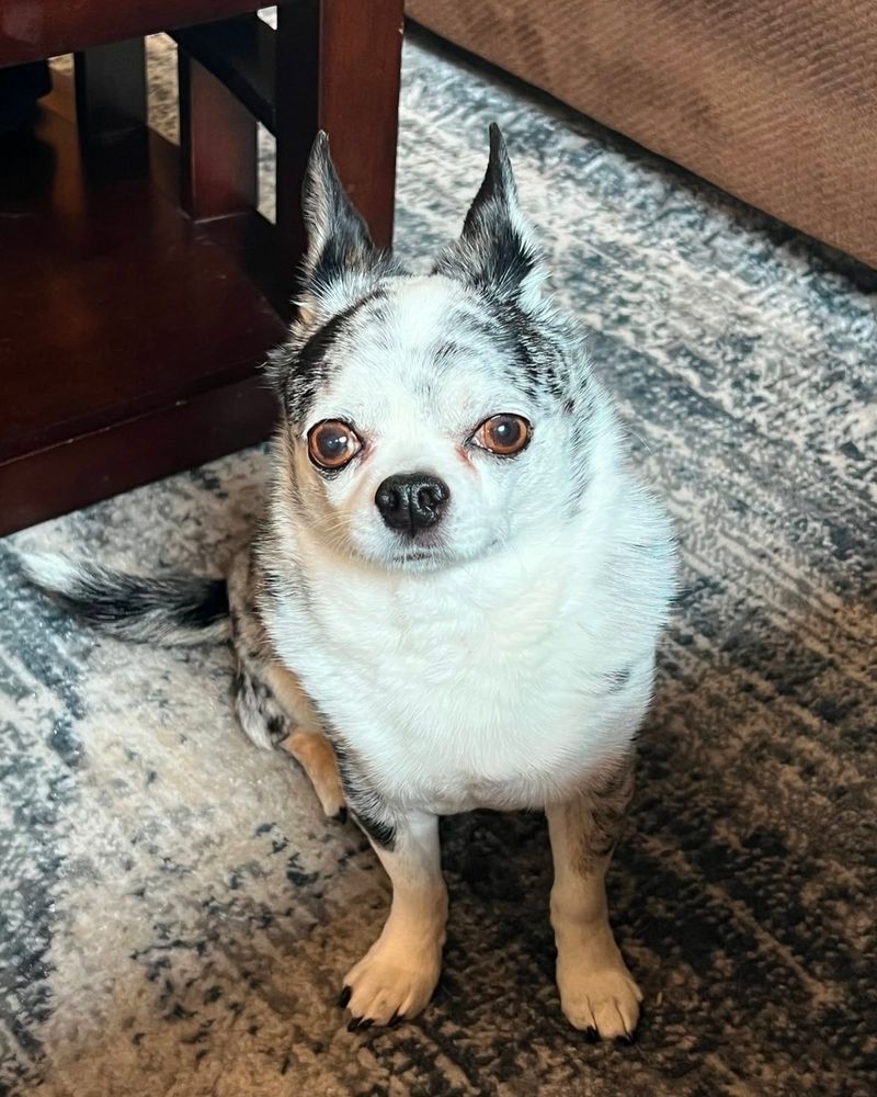 Chihuahua