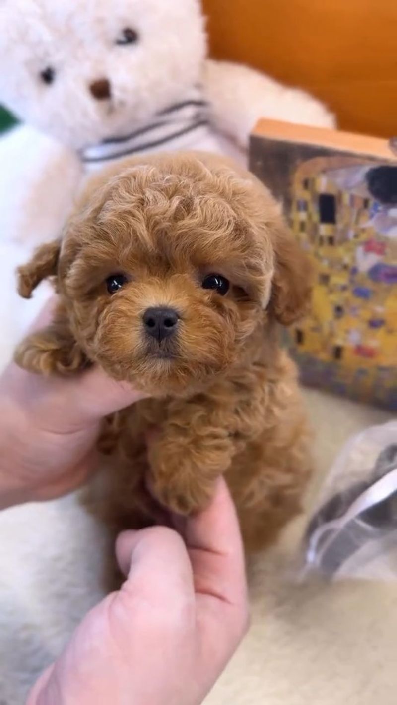 Poodle