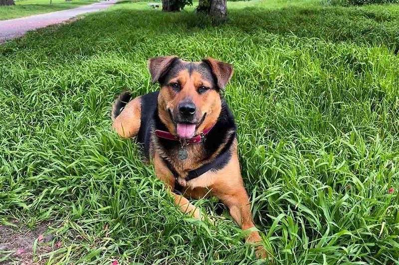 Rottweiler-German Shepherd Mix (Shepweiler)