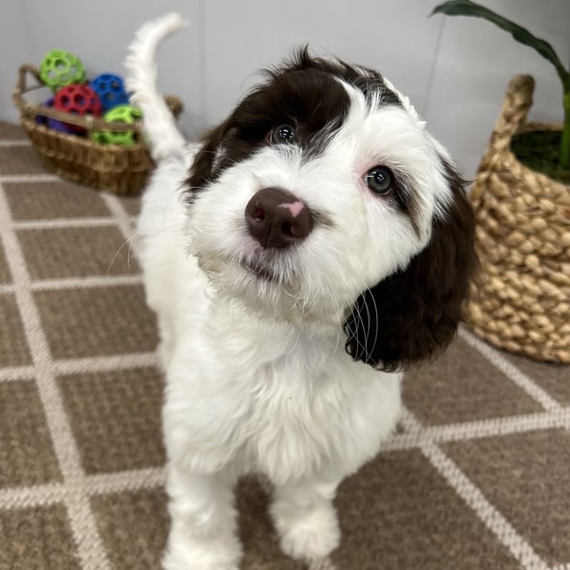 Springerdoodle