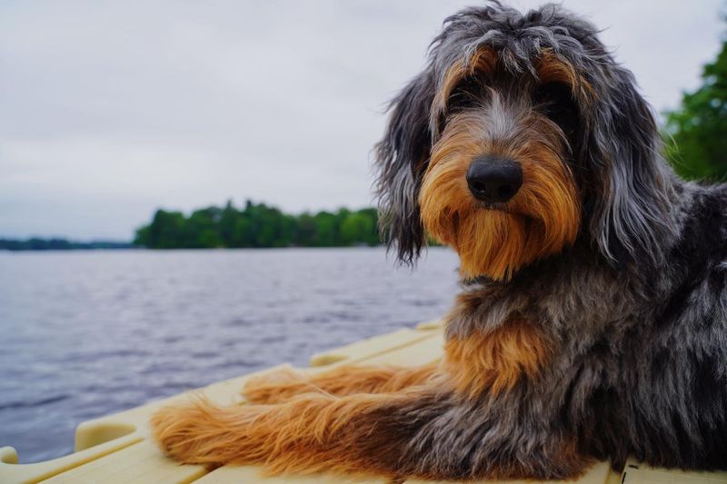 Aussiedoodle