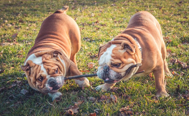 Bulldog