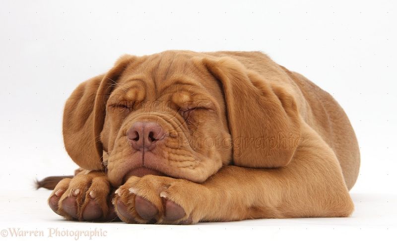 Dogue de Bordeaux