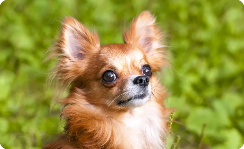 Chihuahua