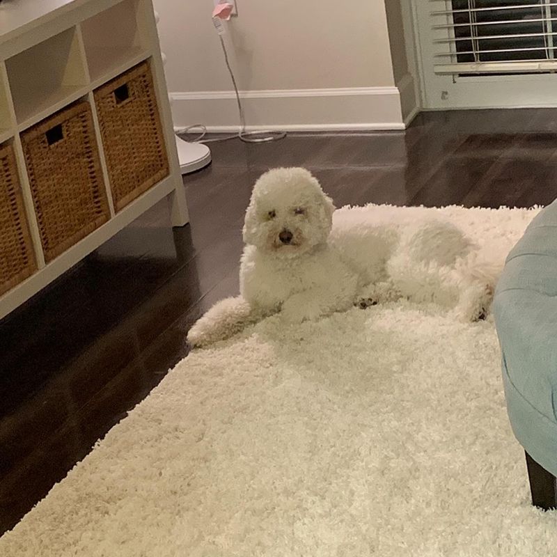 Bichon Frise