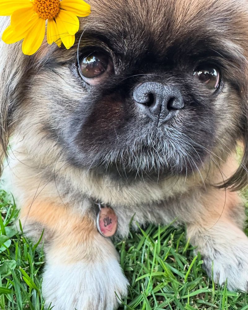Pekingese