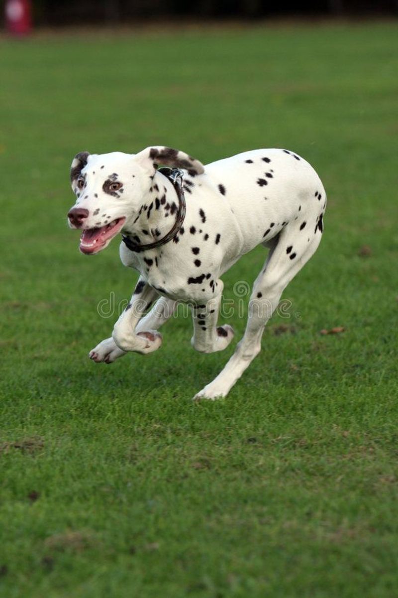 Dalmatian