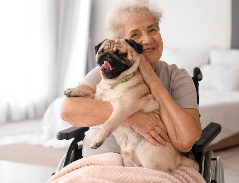 Pug