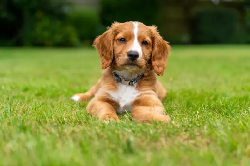 Cocker Spaniel