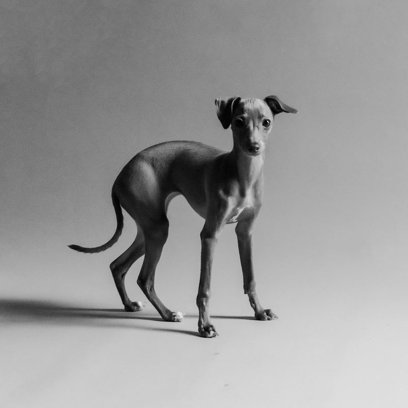 Italian Greyhound