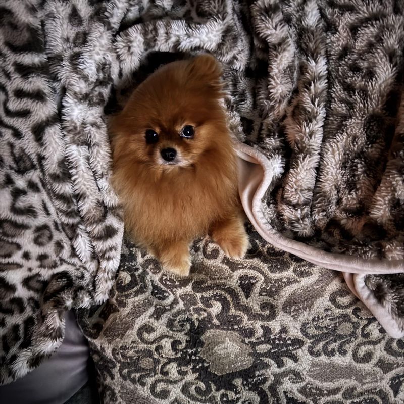 Snuggle Masters