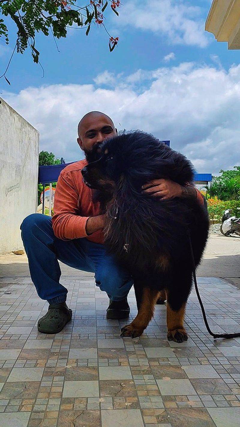 Tibetan Mastiff
